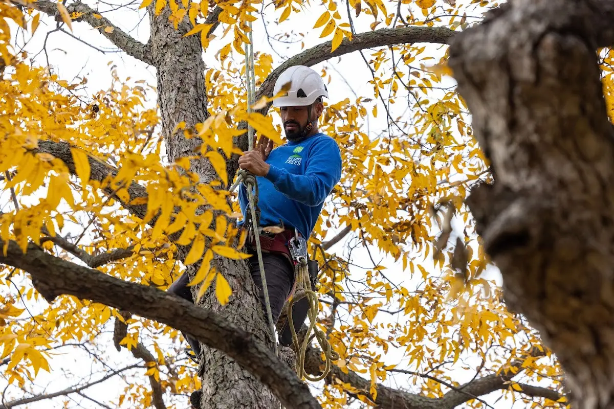 Skilled Storm Damage Cleanup crew working in Opheim