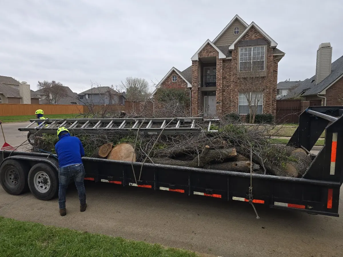 Expert Tree Removal with proper safety equipment in Opheim